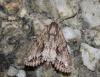 Apamea monoglypha